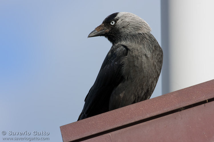 Western Jackdaw