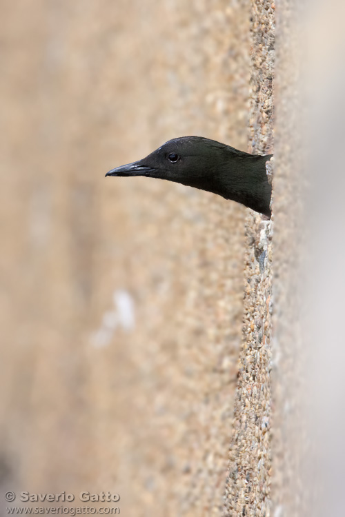 Black Guillemot