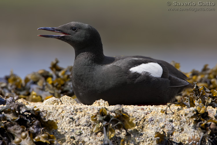 Black Guillemot