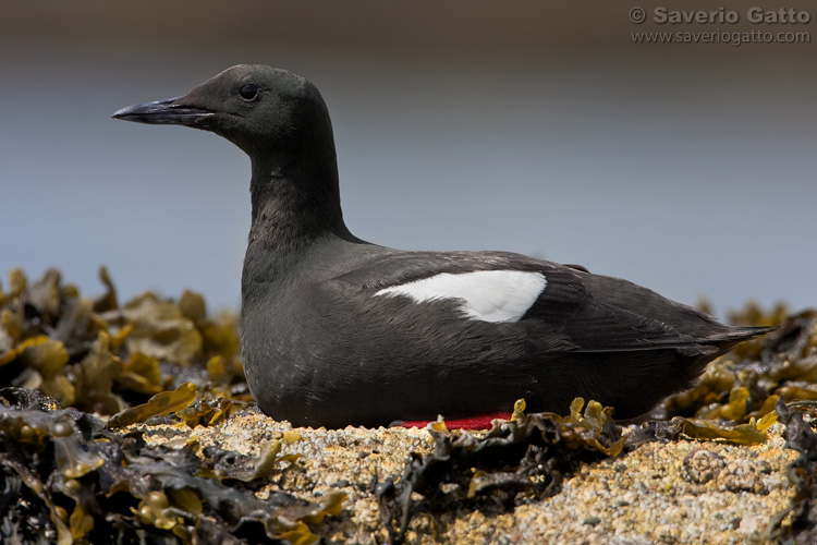 Black Guillemot