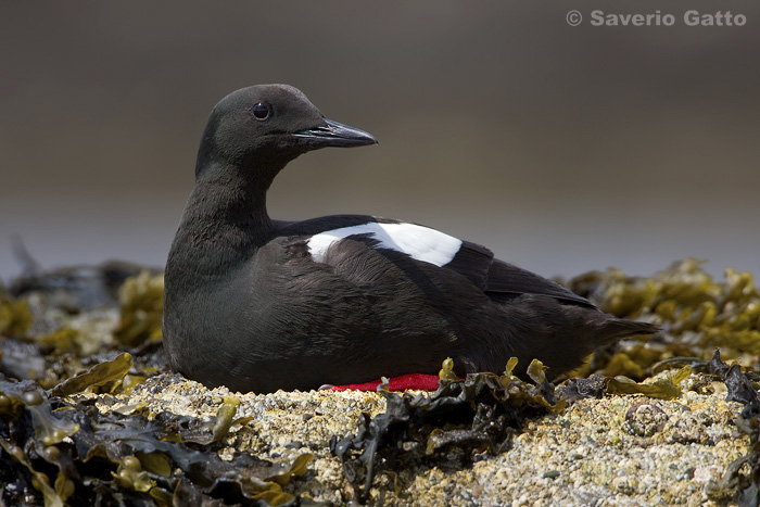 Black Guillemot