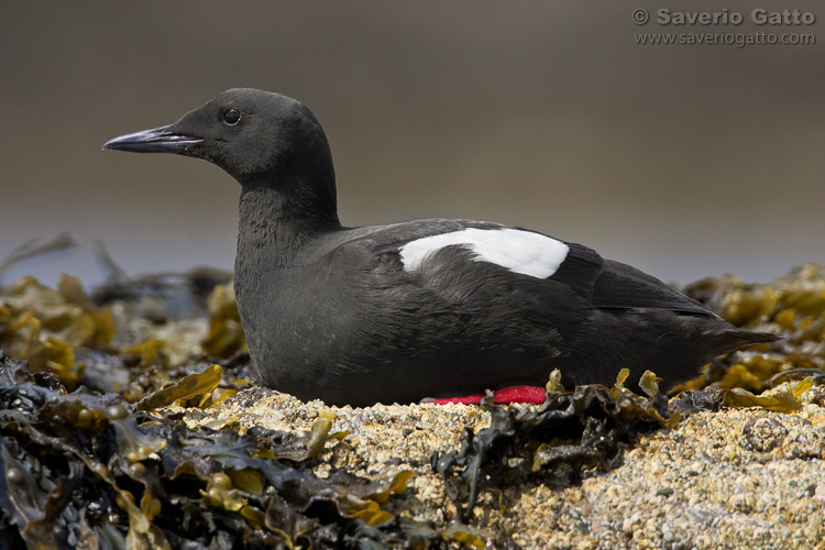 Black Guillemot