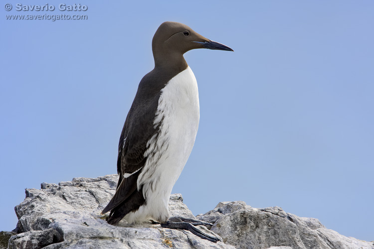 Common Murre