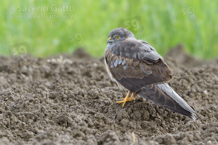 Montagu's Harrier