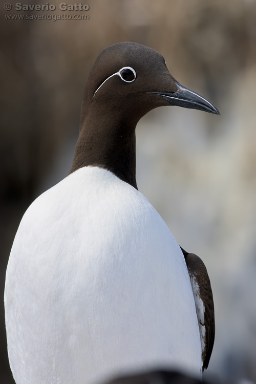 Common Murre