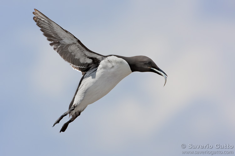 Common Murre