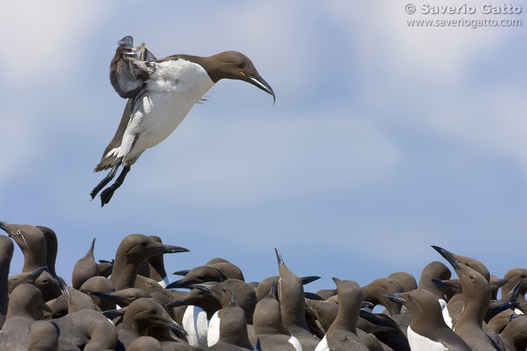 Common Murre