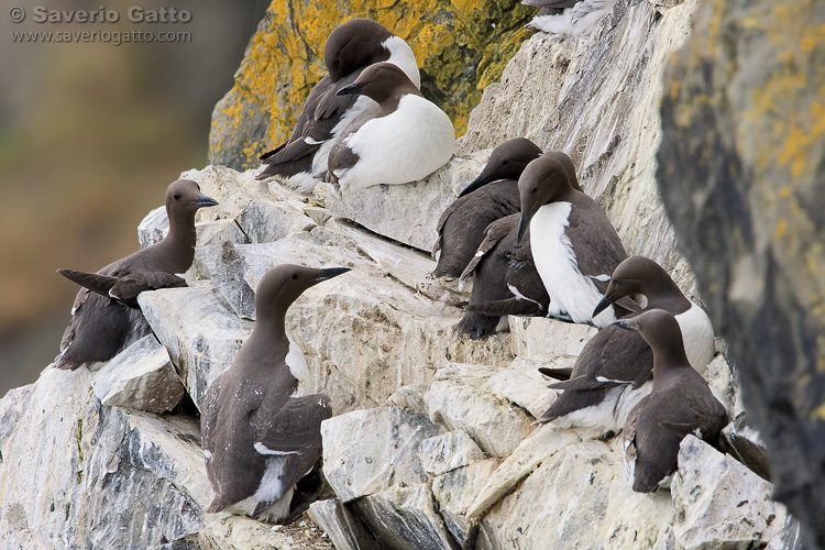 Common Murre