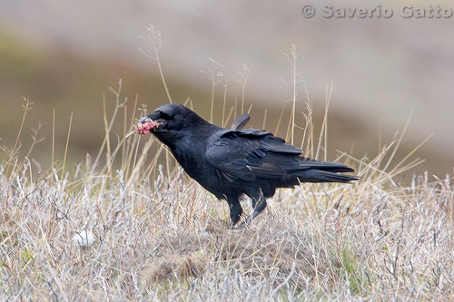 Northern Raven