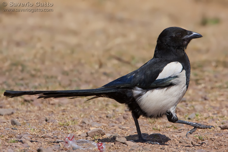 Eurasian Magpie