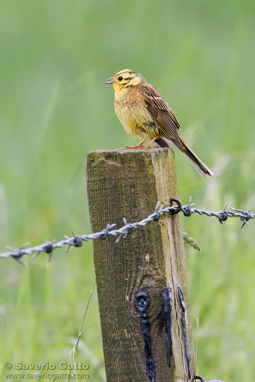 Yellowhammer