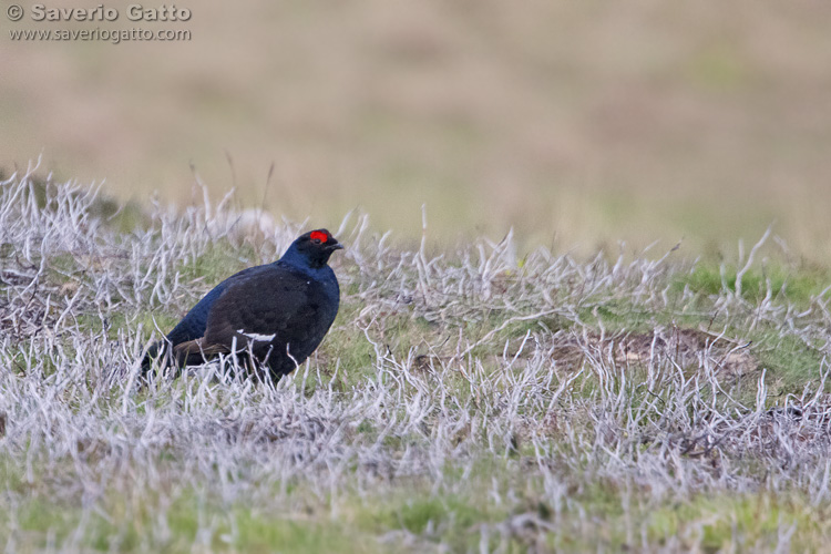 Black Grouse