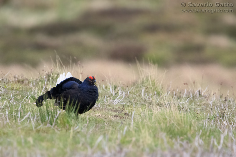 Black Grouse