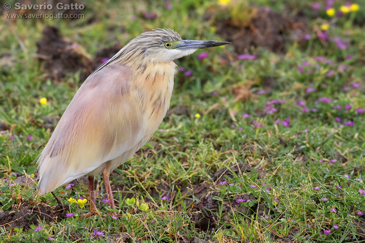 Squacco Heron