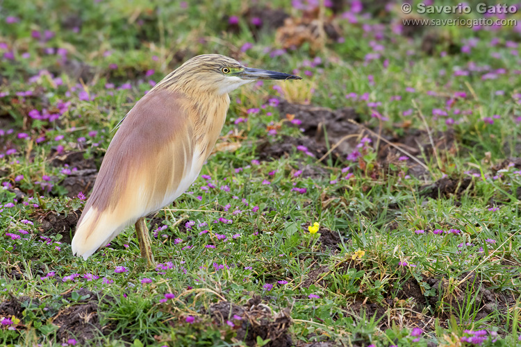 Squacco Heron