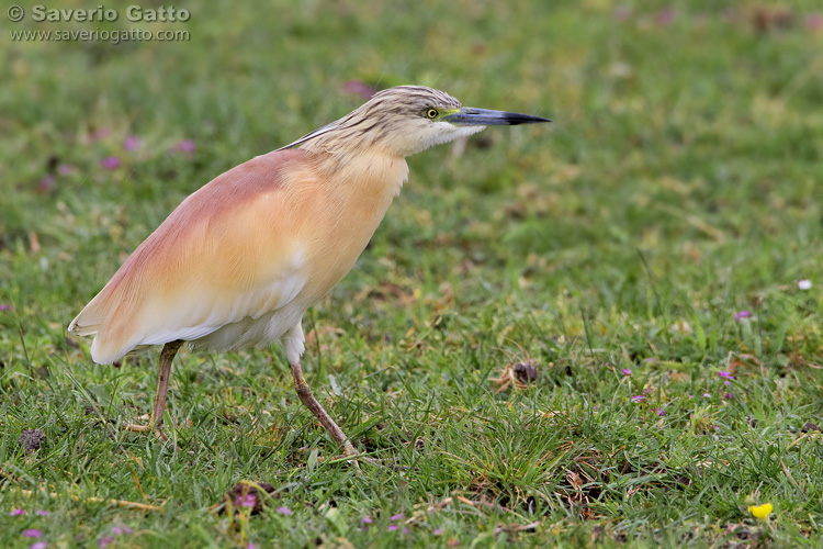 Squacco Heron