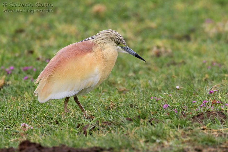 Squacco Heron