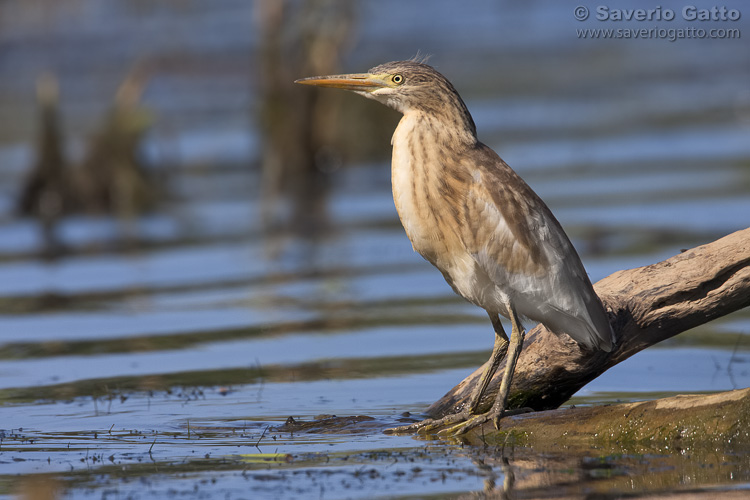 Squacco Heron