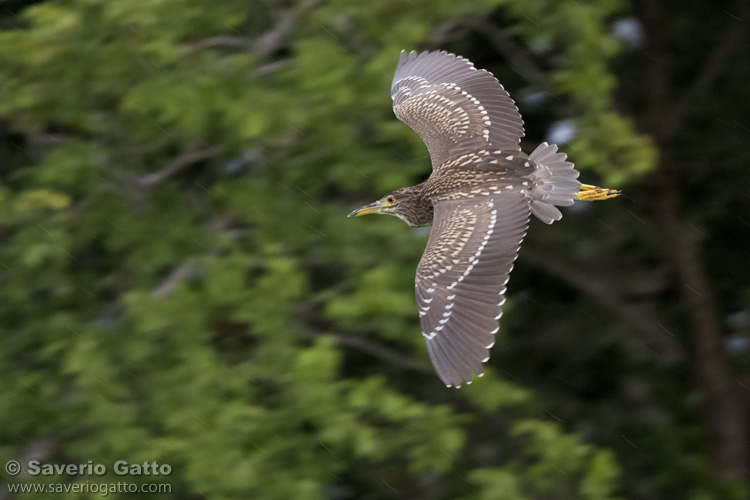 Black-crowned Night Heron