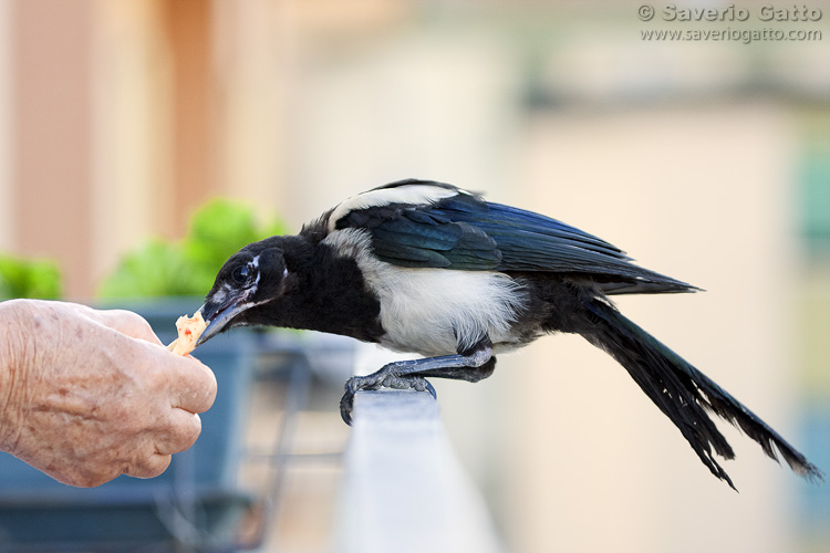 Eurasian Magpie