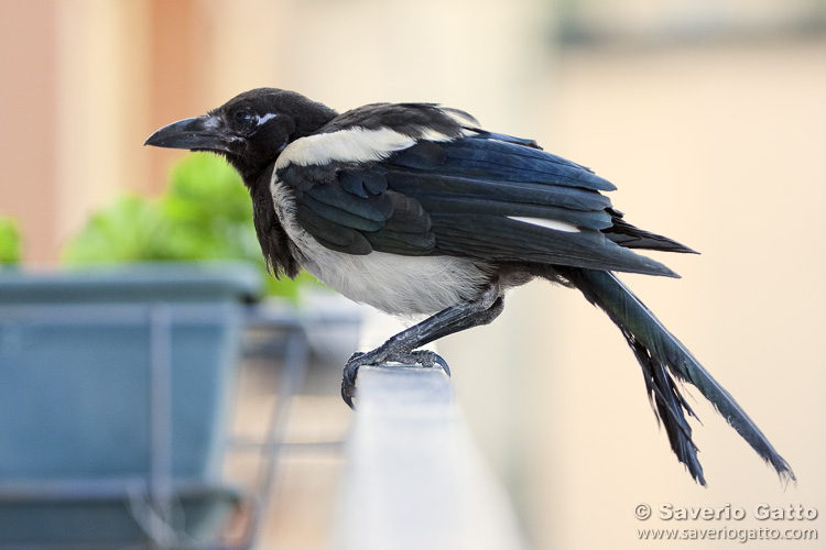 Eurasian Magpie