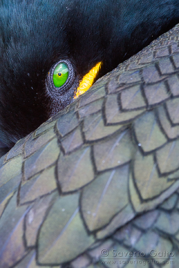 European Shag