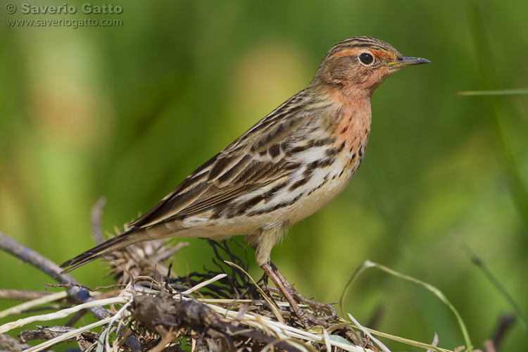 Red-throated Pipit