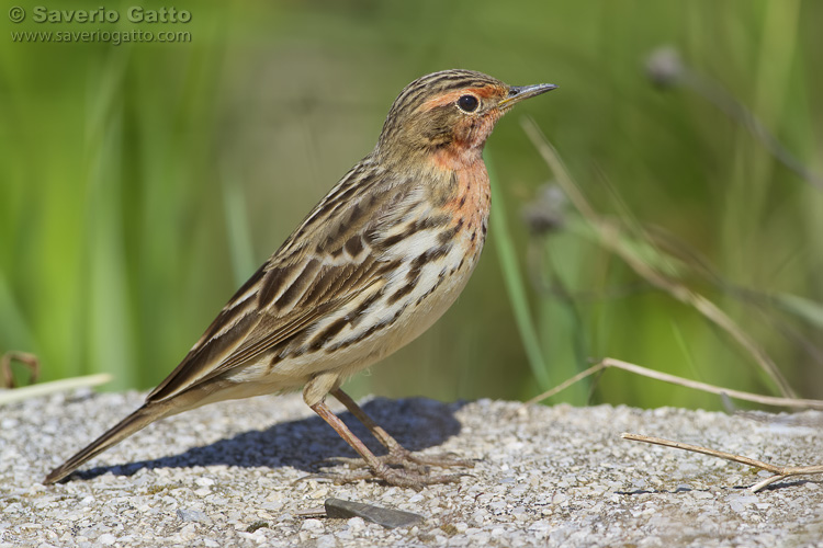 Red-throated Pipit