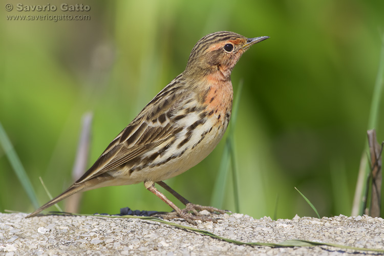 Red-throated Pipit