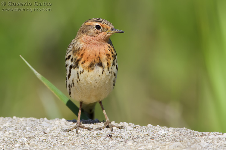 Red-throated Pipit