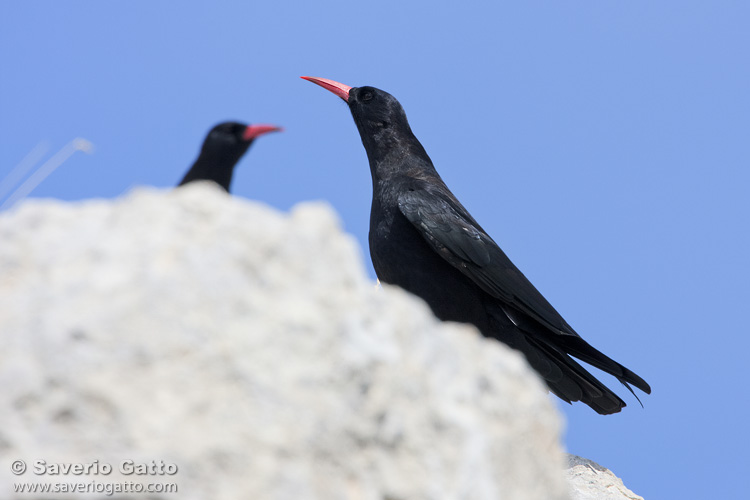 Red-billed Chough