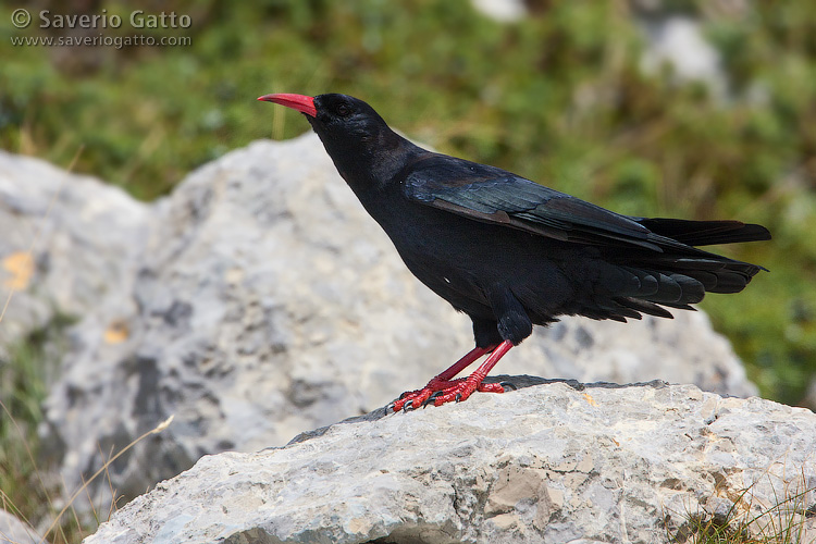 Red-billed Chough