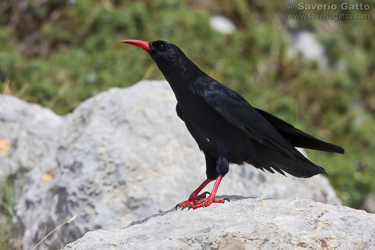 Red-billed Chough