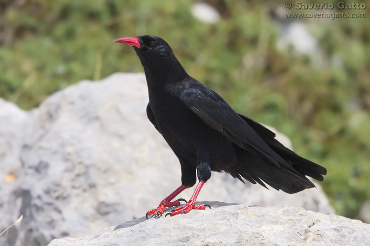 Red-billed Chough