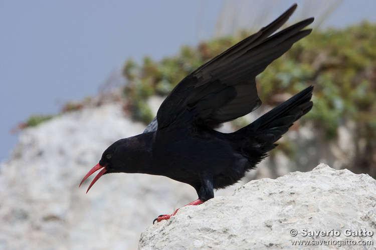 Gracchio corallino