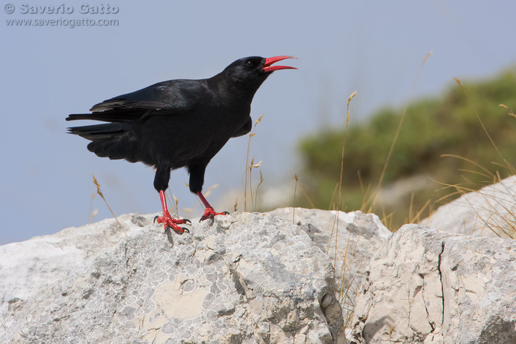 Gracchio corallino