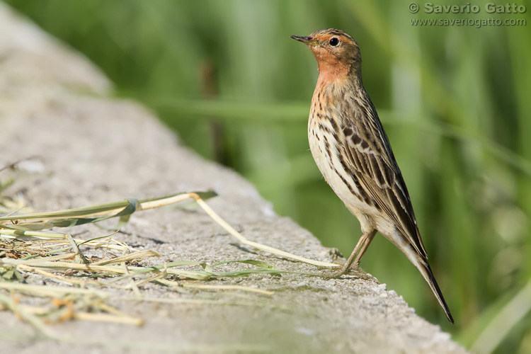 Red-throated Pipit