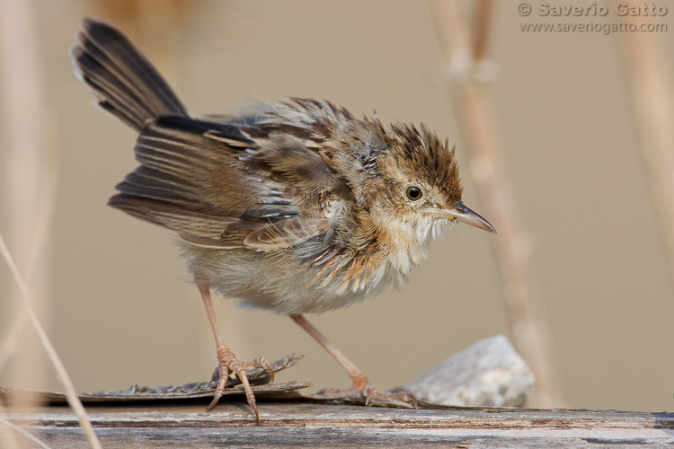 Zitting Cisticola