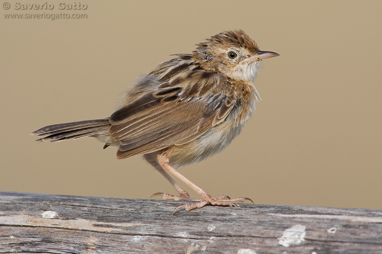 Zitting cisticola