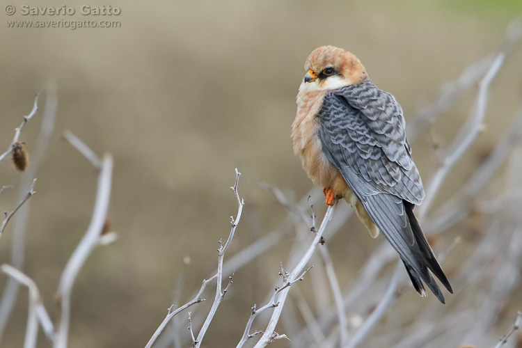 Red-footed falcon