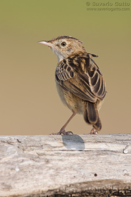 Zitting cisticola