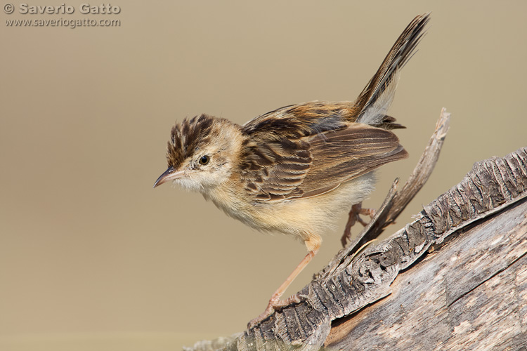 Zitting cisticola