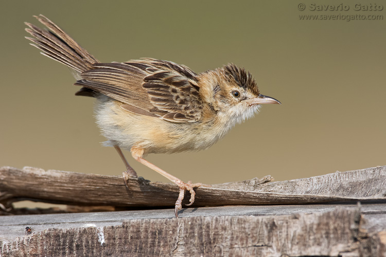 Zitting cisticola