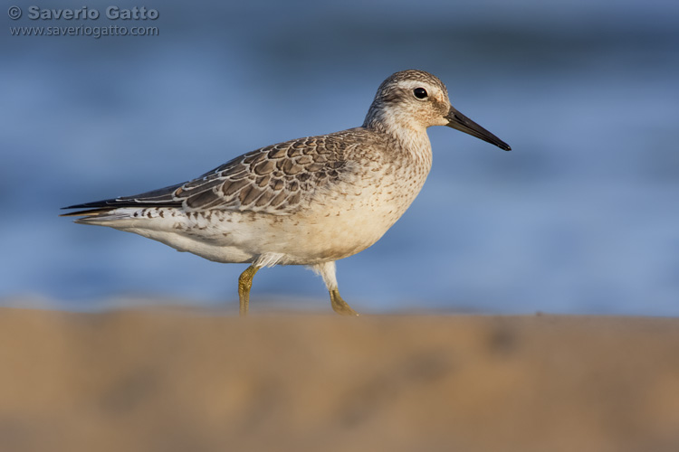 Red Knot