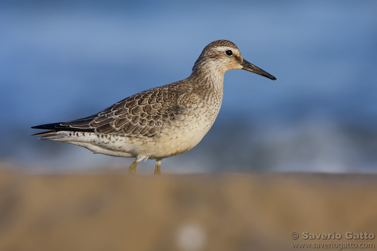 Red Knot