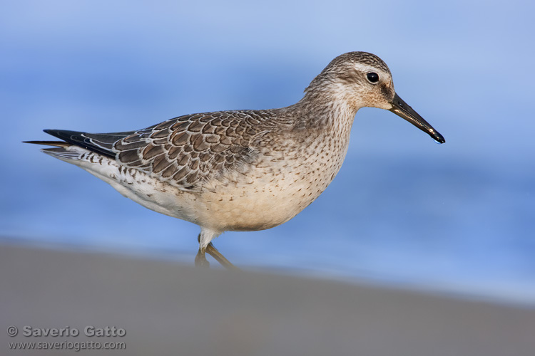 Red Knot