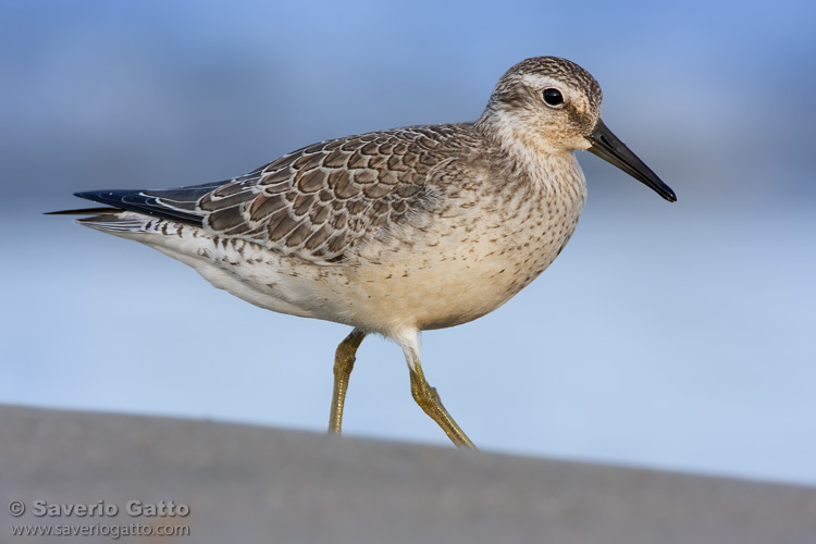 Red Knot