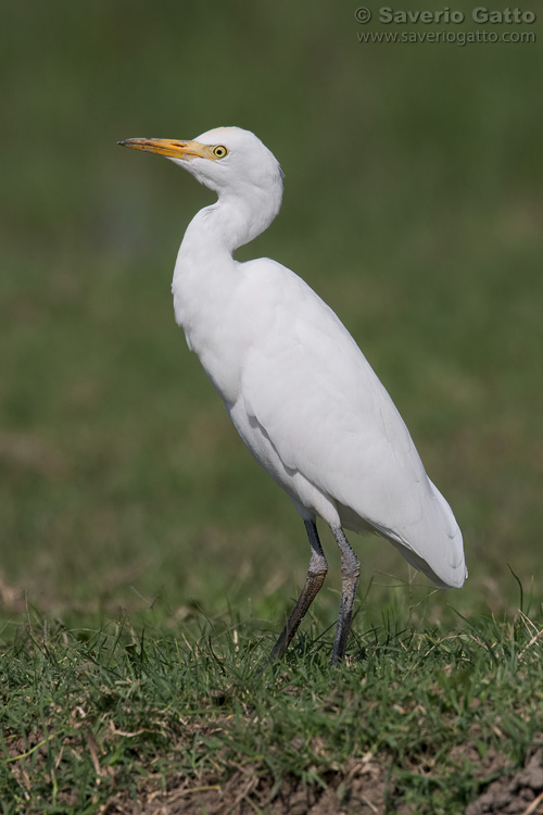 Cattle Egret