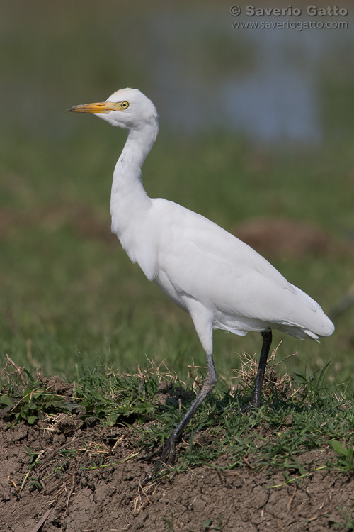 Cattle Egret