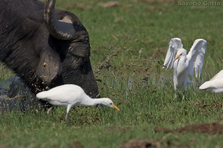 Cattle Egret